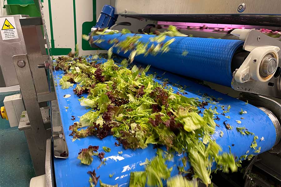 Food conveyor moving salad through a factory